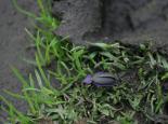 Violet ground beetle - Richard Carter